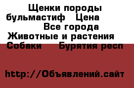 Щенки породы бульмастиф › Цена ­ 25 000 - Все города Животные и растения » Собаки   . Бурятия респ.